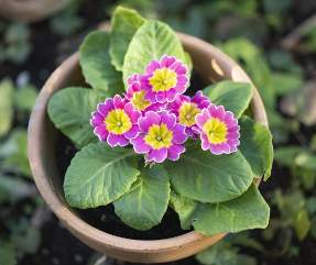 �����̉ԁ@�v�������E�W�����A��