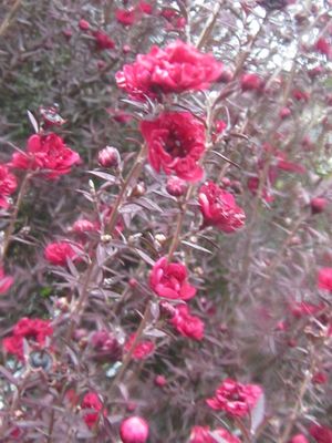 �����̉ԁ@�M�������E�o�C