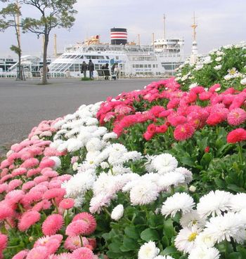 �����̉ԁ@���e