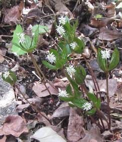 �����̉ԁ@�q�g���V�Y�J