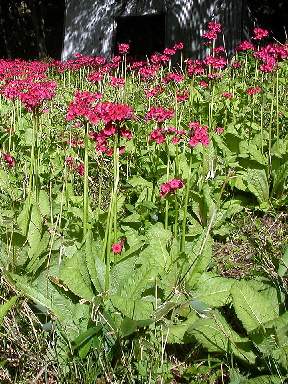 �����̉ԁ@�N�����\�E