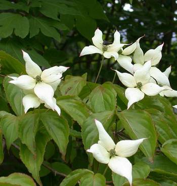 �����̉ԁ@���}�{�E�V