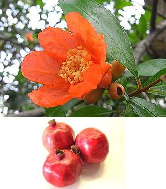 �����̉ԁ@���}�{�E�V