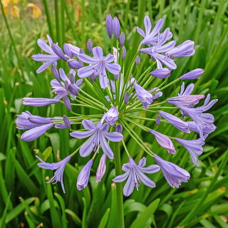 �����̉ԁ@�A�K�p���T�X