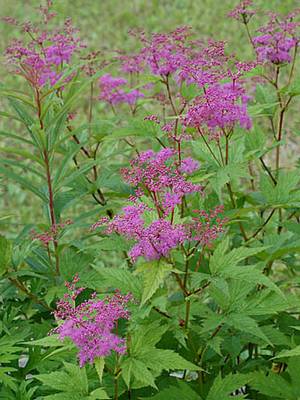 �����̉ԁ@�V���c�P�\�E