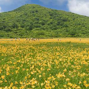 �����̉ԁ@�j�b�R�E�L�X�Q