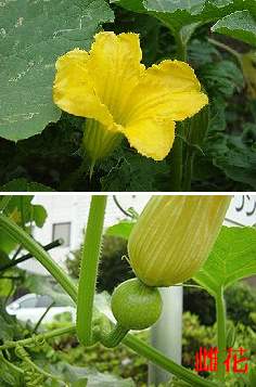 �����̉ԁ@�J�{�`��