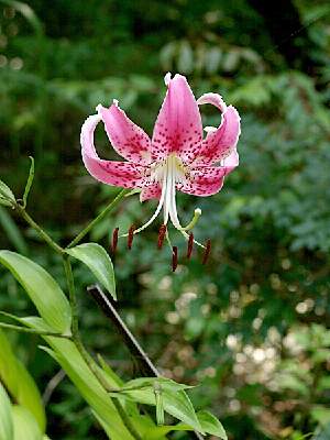 �����̉ԁ@�J�m�R����