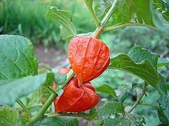 �����̉ԁ@�z�I�Y�L