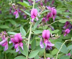 �����̉ԁ@�͂�