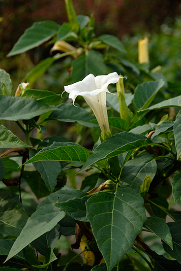 �����̉ԁ@�H�C��