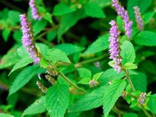 �����̉ԁ@�i�M�i�^�R�E�W��