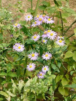 �����̉ԁ@�썮�e