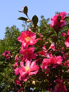 �����̉ԁ@�R����