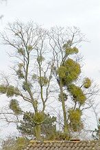 �����̉ԁ@�񐶖�