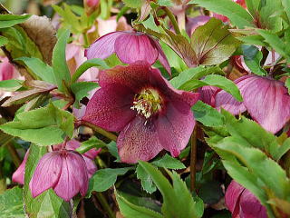 �����̉ԁ@�N���X�}�X���[�Y