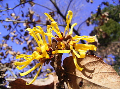 �����̉ԁ@�܂񂳂�