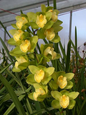 �����̉ԁ@�V���r�W�E��