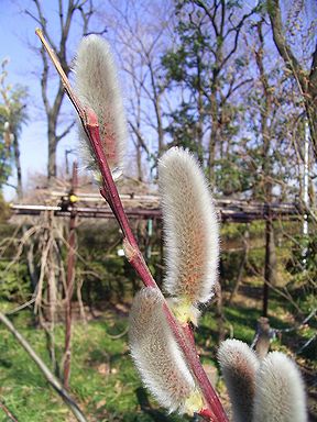 今日の花 ネコヤナギ