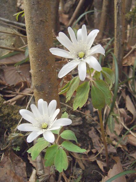 �����̉ԁ@�A�Y�}�C�`�Q