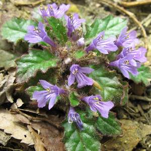 �����̉ԁ@����񂻂�