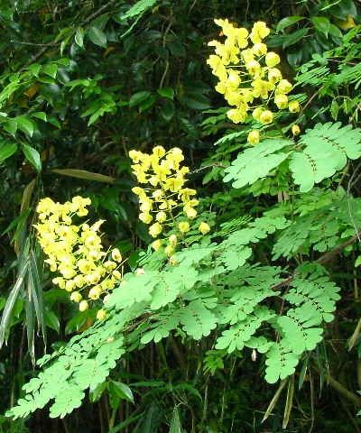 �����̉ԁ@�W���P�c�C�o��