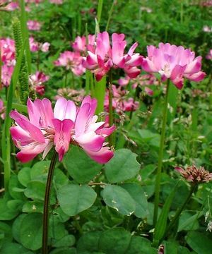 �����̉ԁ@�@�ؑ�