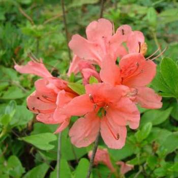 �����̉ԁ@���}�c�c�W