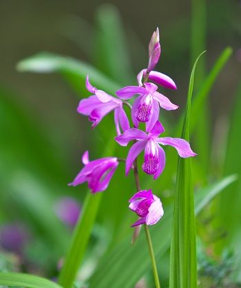 �����̉ԁ@�V����