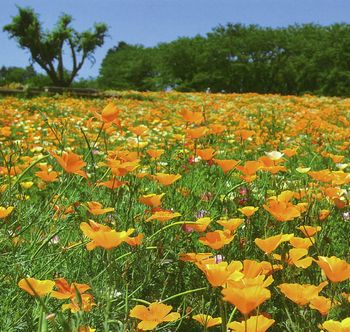 �����̉ԁ@�͂Ȃт�����