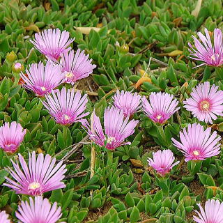 �����̉ԁ@�}�c�o�M�N