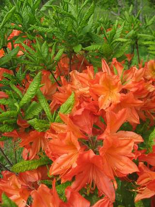 �����̉ԁ@�����Q�c�c�W