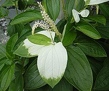 �����̉ԁ@�n���Q�V���E