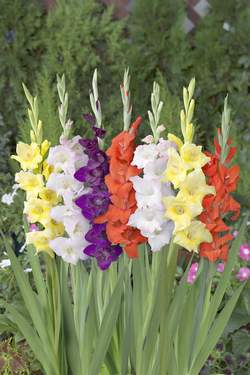 �����̉ԁ@�O���W�I���X