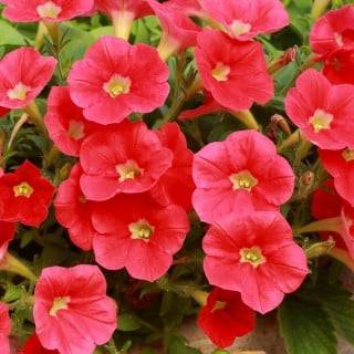 �����̉ԁ@�y�`���j�A