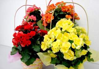 �����̉ԁ@�x�S�j�A