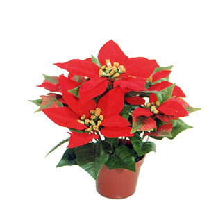 �����̉ԁ@�|�C���Z�`�A