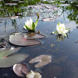 �q�c�W�O�T