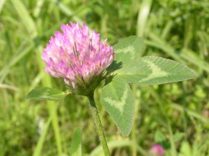 �����T�L�c���N�T