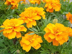 �����T�L�c���N�T