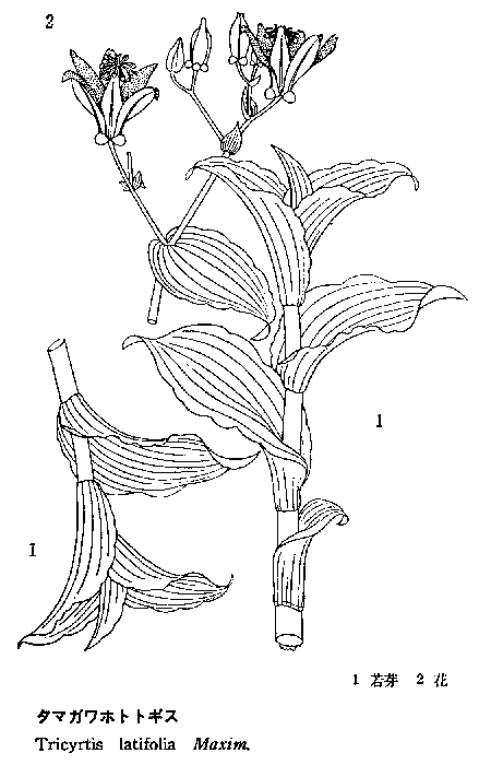 �z�g�g�M�X