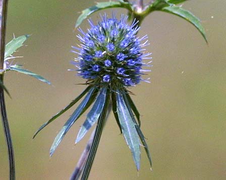Eryngium