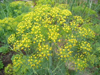 �E�C�L���E