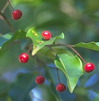 �\���S�̎�