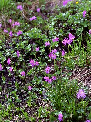 ���R����