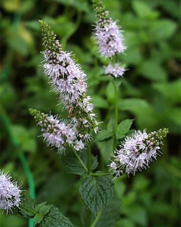 ���m����