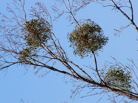 �����̉�