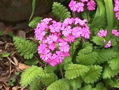 �����̉�