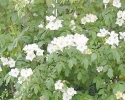 �����̉�