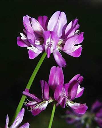 �����̉�